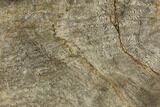 Very Rare, Petrified Snakewood (Mennegoxylon) Slab - Texas #117118-1
